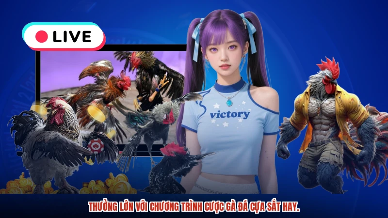 Thưởng lớn với chương trình cược gà đá cựa sắt hay.